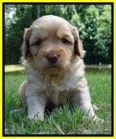 Sky Reagan pups 4 wks old 340