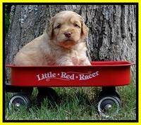 Sky Reagan pups 4 wks old 350