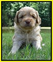 Sky Reagan pups 4 wks old 370