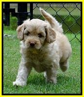 Sky Reagan pups 6 wks old 510