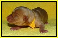 SkyReagan pups newborn 211
