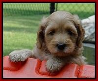 Sky Reagan pups 6 wks old 340