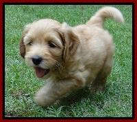Sky Reagan pups 6 wks old 350