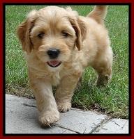 Sky Reagan pups 6 wks old 360
