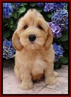 Sky Reagan pups 8.5 wks old 41