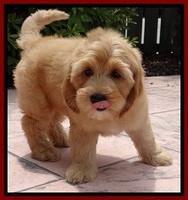 Sky Reagan pups 8.5 wks old 61