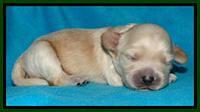 Sky Reagan pups 1 week old 1252