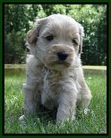 Sky Reagan pups 4 wks old 450