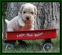 Sky Reagan pups 4 wks old 470