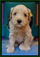 Sky Reagan pups 5 wks old 280