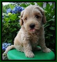 Sky Reagan pups 6 wks old 530