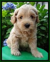 Sky Reagan pups 6 wks old 540