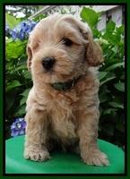 Sky Reagan pups 6 wks old 550