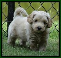 Sky Reagan pups 6 wks old 590