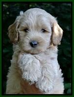 Sky Reagan pups 7 wks old 201