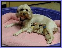 ST newborn group pics 1