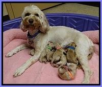 ST newborn group pics 2