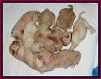 ST pups 2 wks old 23