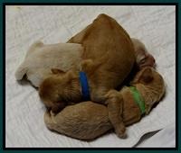 ST pups 5 days old 3