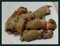 ST pups 5 days old group 2