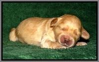 ST pups 1 wk old 31