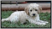 ST pups 7 wks old 8100