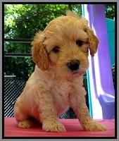 St pups 5 wks old 22