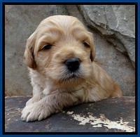 ST pups 3 wks old 6