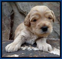 ST pups 3 wks old 7