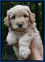ST pups 6 wks old faces 151