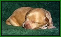 ST pups 1 wk old 24