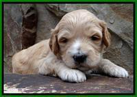 ST pups 3 wks old 15