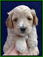ST pups 4 wks old 14