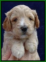 ST pups 4 wks old 15