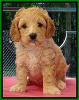 ST pups 5 wks old 13