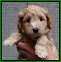 ST pups 6 wks old 4