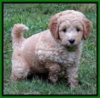 ST pups 7 wks old 10200
