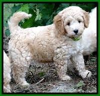 ST pups 7 wks old 7200