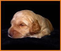 ST pups 3 wks old 35