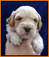 ST pups 4 wks old 19