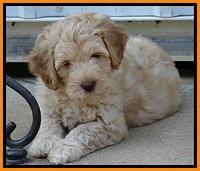 ST pups 7.5 wks old 1