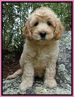ST pups 8 wks old 25500