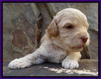 ST pups 3 wks old 10