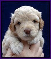 ST pups 4 wks old 10