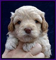 ST pups 4 wks old 12