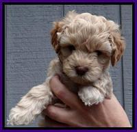 ST pups 6 wks old 15