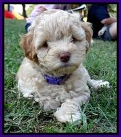 ST pups 7 wks old 24100