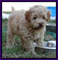 ST pups 8 wks old 10100