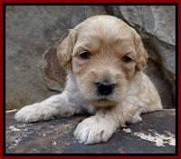 ST pups 3 wks old 30
