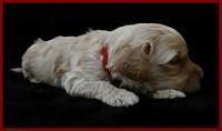 ST pups 3 wks old 31